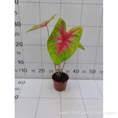 buy discount plant caladium liujinsuiyue